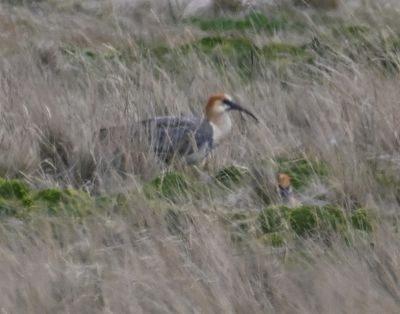 Two Andean Ibis
in the paramo grasses on the right side of the bus as we were driving back from Lake Mica