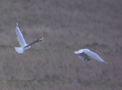 Andean Gulls