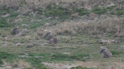 Stag White-tailed Deer
lying in the paramo grasses as we were leaving Lake Mica, Antisana National Park