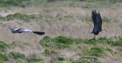 Flying Andean Ibis
