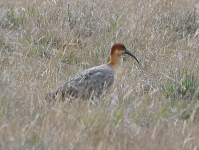 Andean Ibis