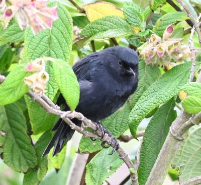 We stopped again at Tambo Condor Bird Lodge and saw the Black Flowerpiercer.