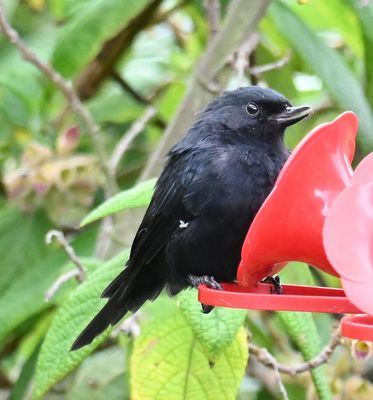 Black Flowerpiercer