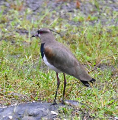 Carlos spotted two Southern Lapwings in the parking lot of an abandoned business long the highway.