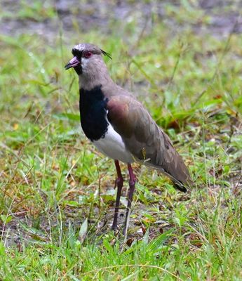 Southern Lapwing