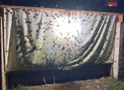 Jerry Davis took a photo of the entire moth sheet, with all its insects, at San Isidro Lodge.