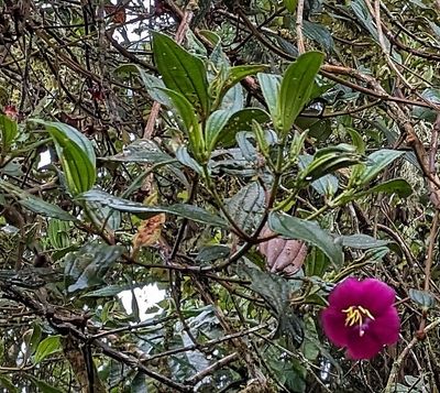 Day 7: Sun, Mar 10, 2024--at San Isidro Lodge, then to La Brisa hummingbird feeders