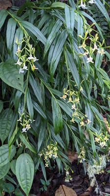 Epidendrum englerianum
a member of Cattleya Alliance Orchids Subtribe Laeliinae