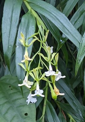 Epidendrum englerianum
a member of Cattleya Alliance Orchids Subtribe Laeliinae