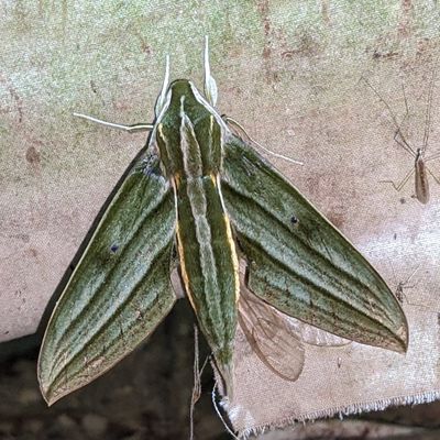 Xylophanes rhodochlora
a member of Macroglossine Sphinx Moths Subfamily Macroglossinae