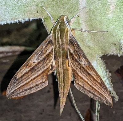 Xylophanes rhodochlora
a member of Macroglossine Sphinx Moths Subfamily Macroglossinae