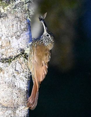 Montane Woodcreeper
with a moth