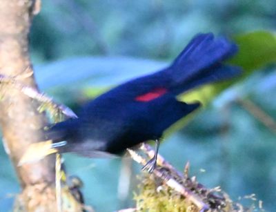 Finally captured a little of the scarlet rump of the cacique, though not in focus