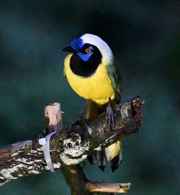 Green Jay (Inca variety)
The Inca variety show a white crown, instead of the blue found farther north, have a pale blue eye, blue forehead tuft, and rich sulphur yellow belly contrasting with darker green upperparts (per Merlin).