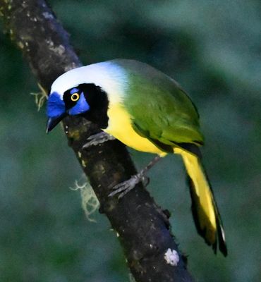 Andean variety of Green Jay