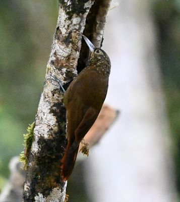 Olive-backed Woodcreeper
inspecting a cavity in the tree