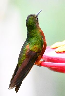 Back side of the Chestnut-breasted Coronet