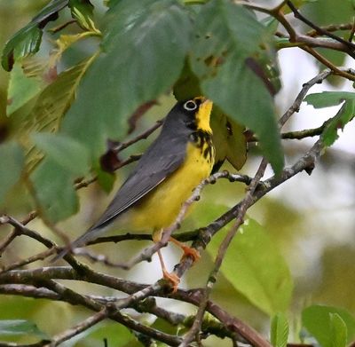 Canada Warbler
We saw more Canada and Blackburnian Warblers this one morning than we've ever seen in the states.