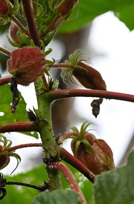 DSC_7124bbb.jpg