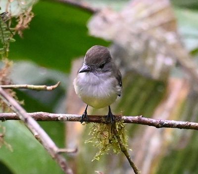 Pale-edged Flycatcher
front view