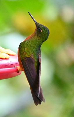 Chestnut-breasted Coronet