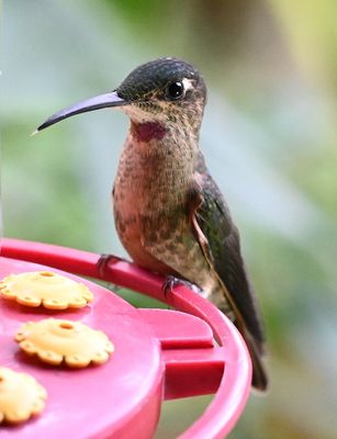 Fawn-breasted Brilliant