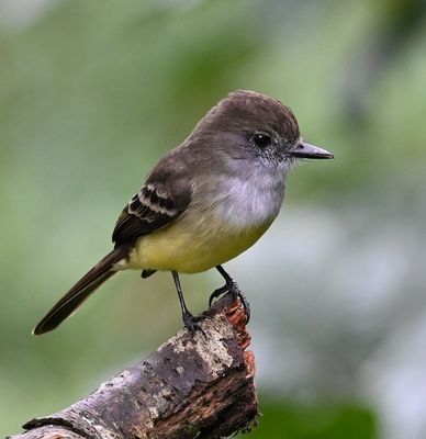 Pale-edged Flycatcher