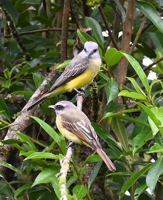 Tropical Kingbird (above) and Golden-bellied Flycatcher (below)
sharing a branch