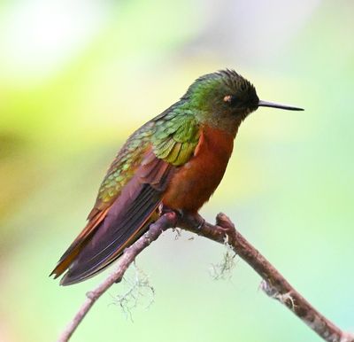 Chestnut-breasted Coronet