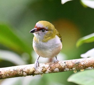 Black-billed Peppershrike