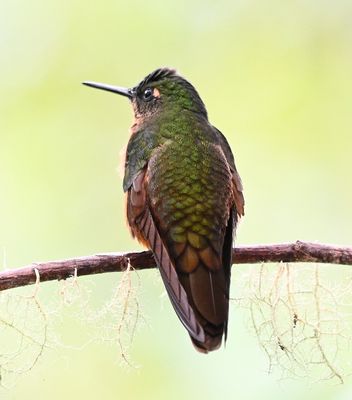 Back view of the Chestnut-breasted Coronet