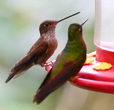 Bronzy Inca and Chestnut-breasted Coronet
sharing the feeder