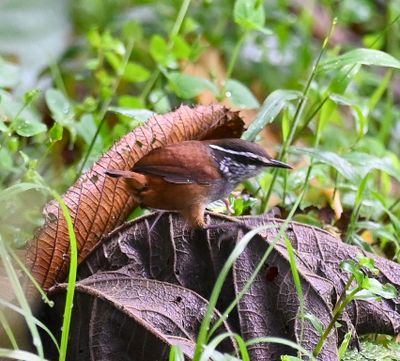 Gray-breasted Wood-Wren