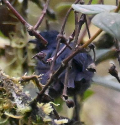 Bluish Flowerpiercer
deep in the thicket