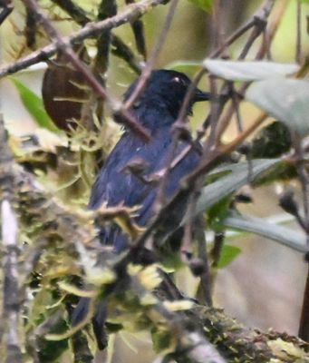 Bluish Flowerpiercer