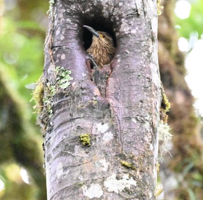 Strong-billed Woodcreeper
on our walk along the road outside the grounds of San Isidro Lodge