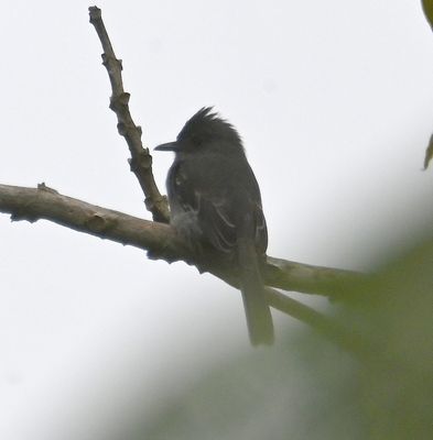 I think the final consensus was that this was a Western Wood-Pewee.