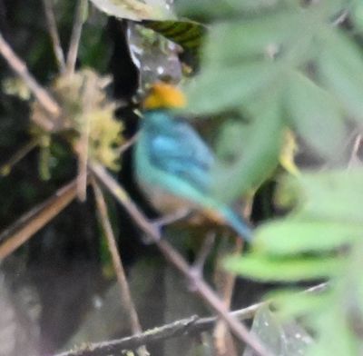 Saffron-crowned Tanager
another bad, back-in-the-thicket photo
