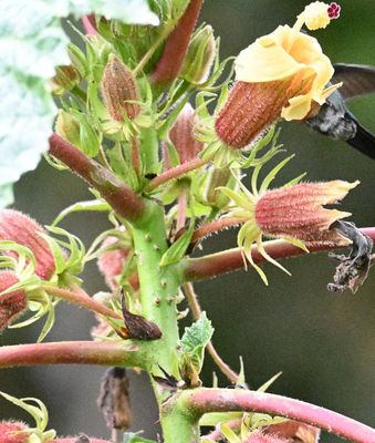 Last of Day 7: Sun, Mar 10, 2024--at San Isidro Lodge, then to La Brisa hummingbird feeders