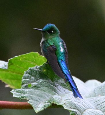 'Short-tailed' Long-tailed Sylph