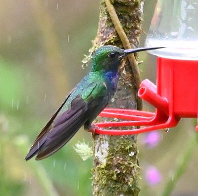 Green-backed Hillstar