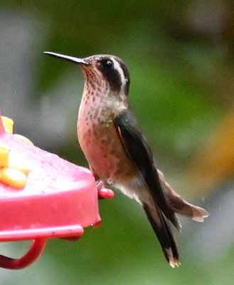 Speckled Hummingbird