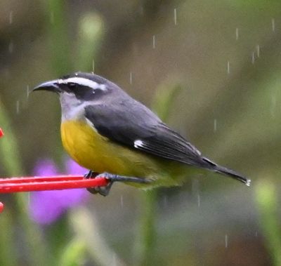 Bananaquit