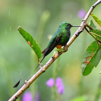 Peruvian Racket-tail