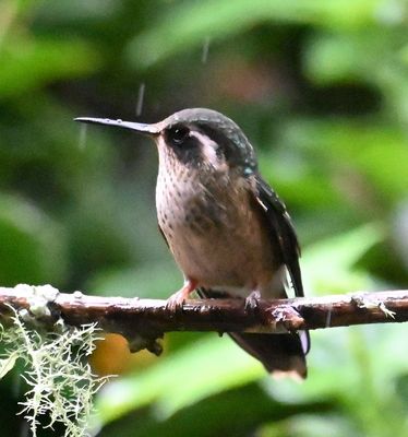 Speckled Hummingbird