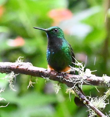 Peruvian Racket-tail