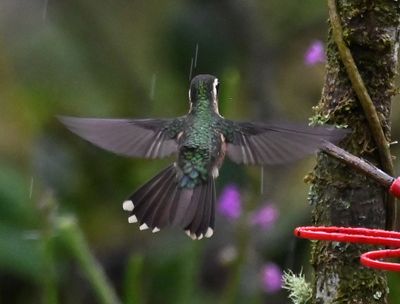 Back view of the Speckled Hummingbird