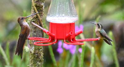 Bronzy Inca (L), Speckled Hummingbird (R)