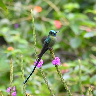 Long-tailed Sylph