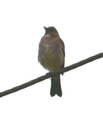 Black-billed Thrush
Andres spotted this Black-billed Thrush in a small tree next to the bus. When we got out to take a look, it flew to the power line across the road.